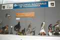 2004falcocuculo